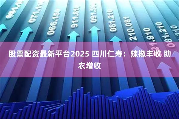 股票配资最新平台2025 四川仁寿：辣椒丰收 助农增收
